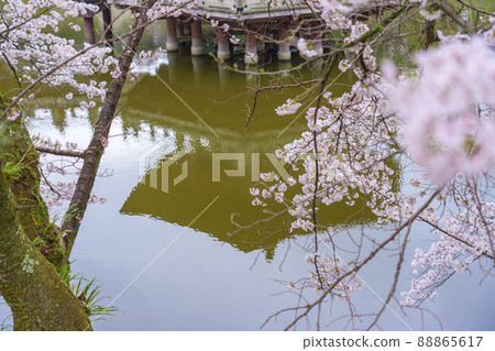 櫻花盛開的奈良公園浮見堂倒影季節 櫻花盛開的奈良公園浮見堂倒影季節 88865617