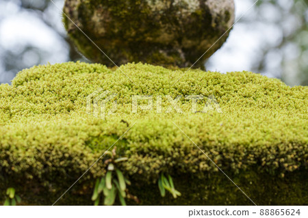 Stone lantern wax moss along the approach to Kasuga Taisha Shrine [Nara Park] 88865624