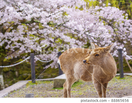 The season when the deer cherry blossoms resting on the lawn of Nara Park are in full bloom The season when the deer cherry blossoms resting on the lawn of Nara Park are in full bloom 88865656