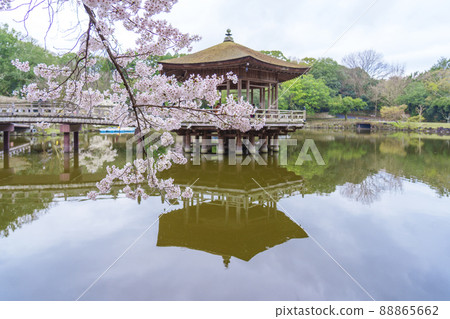 奈良公園浮見堂櫻花季 88865662