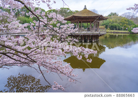 奈良公園浮見堂櫻花季 88865663
