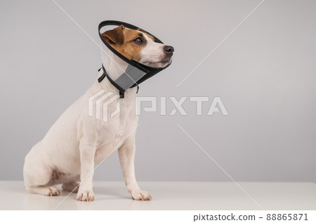 Jack Russell Terrier dog in plastic cone after surgery. Copy space.  88865871