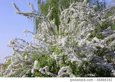 像白米一樣溫柔地開花的繡線菊 像白米一樣溫柔地開花的繡線菊 88866192