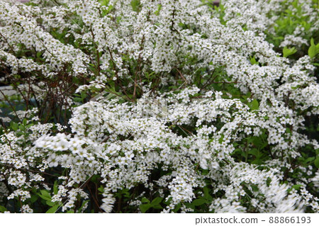 像白米一樣溫柔地開花的繡線菊 像白米一樣溫柔地開花的繡線菊 88866193