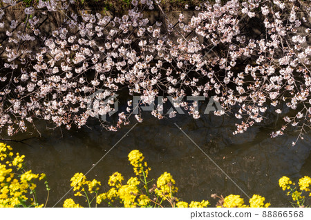 岸邊的花筏 岸邊的花筏 88866568