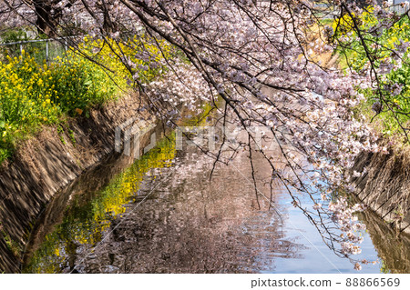 櫻花和油菜花 88866569