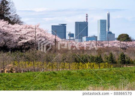埼玉新都市中心和成排的櫻花樹 88866570