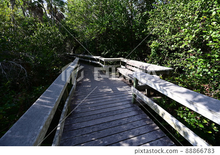 Mahogany Hammock boardwalk in Everglades National Park, Florida. 88866783