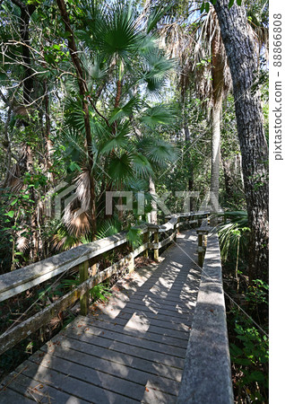 Mahogany Hammock boardwalk in Everglades National Park, Florida. 88866808
