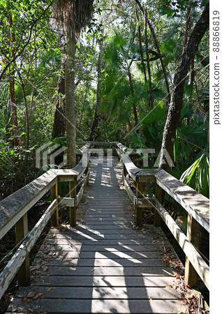 Mahogany Hammock boardwalk in Everglades National Park, Florida. Mahogany Hammock boardwalk in Everglades National Park, Florida. 88866819