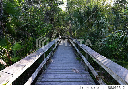 Mahogany Hammock boardwalk in Everglades National Park, Florida. 88866842