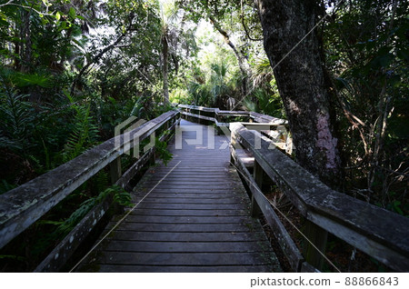 Mahogany Hammock boardwalk in Everglades National Park, Florida. 88866843