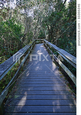 Mahogany Hammock boardwalk in Everglades National Park, Florida. 88866846