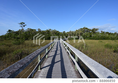 Mahogany Hammock boardwalk in Everglades National Park, Florida. Mahogany Hammock boardwalk in Everglades National Park, Florida. 88866850