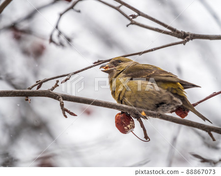 Red Crossbill female sitting on the tree branch and eats wild apple berries. Crossbill bird eats berries. Red Crossbill female sitting on the tree branch and eats wild apple berries. Crossbill bird eats berries. 88867073