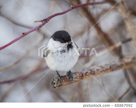 Cute bird the willow tit, song bird sitting on a branch without leaves in the winter. 88867092