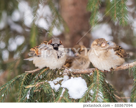 Two Sparrows sits on a branch without leaves. 88867094