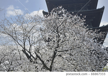 Cherry blossoms of Toji 88867333