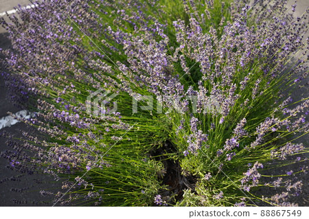 薰衣草 88867549