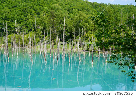 美瑛的藍塘 88867550