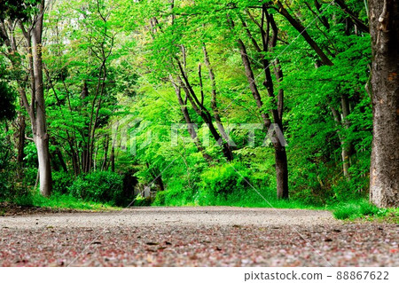Fresh green path Fresh green path 88867622