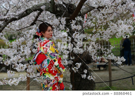 京都府和服賞櫻 京都府和服賞櫻 88868461