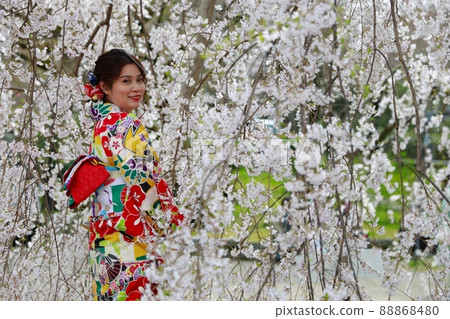 Cherry-blossom viewing in kimono 88868480