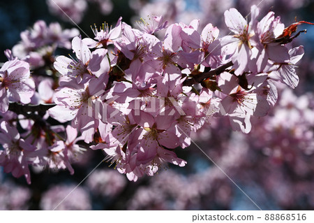 Oyama Sakura 88868516