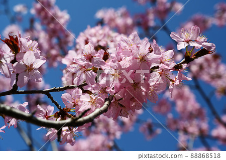 Oyama Sakura 88868518