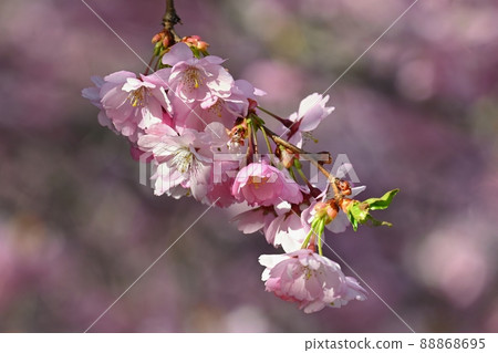 Beautiful flowering tree. Spring colorful background with flowers. Nature in spring time - nice sunny day. 88868695