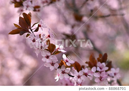 Beautiful flowering tree. Spring colorful background with flowers. Nature in spring time - nice sunny day. 88868701
