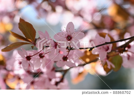 Beautiful flowering tree. Spring colorful background with flowers. Nature in spring time - nice sunny day. 88868702