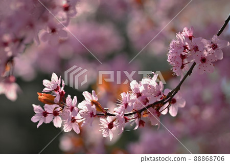 Beautiful flowering tree. Spring colorful background with flowers. Nature in spring time - nice sunny day. Beautiful flowering tree. Spring colorful background with flowers. Nature in spring time - nice sunny day. 88868706
