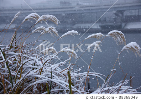蒲葦上滴著雪，堆積如山。 88869049