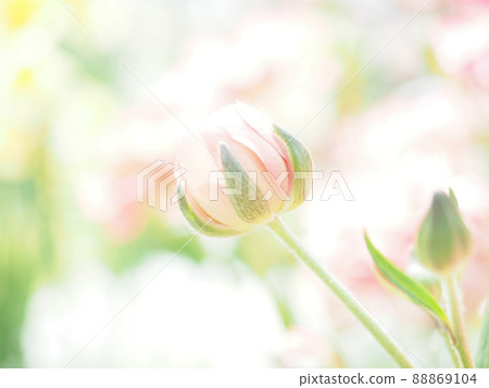芽 芽 88869104