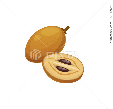 Sapodilla, pouteria sapota, mamey sapote isolated exotic tropical fruit. Vector mamey or zapote colorado and zapote rojo. Yellow mamey, sapota, chikoo, chico, naseberry, or nispero food snack 88869253