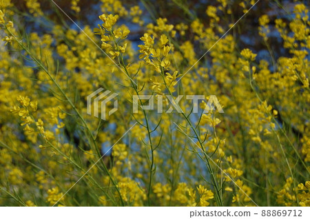 油菜花和藍天 88869712