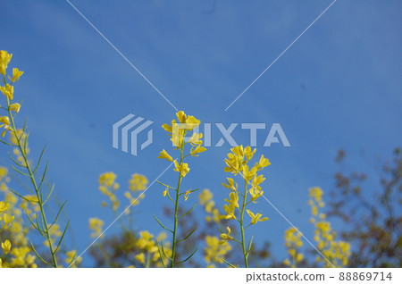 油菜花和藍天 油菜花和藍天 88869714