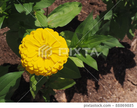 One yellow marigold 88869885