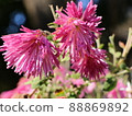 edible chrysanthemum 88869892