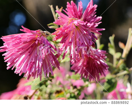 食用菊花 88869892