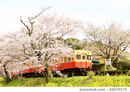 Chiba Prefecture Spring Cherry Blossoms and Kominato Railway Chiba Prefecture Spring Cherry Blossoms and Kominato Railway 88870578