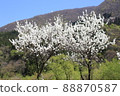 Flower peach 88870587