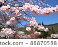 Flower peach 88870588