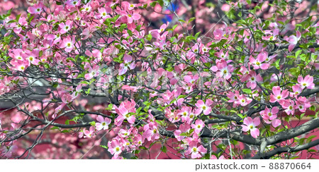  山茱萸花 88870664