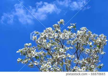  山茱萸花 88870665