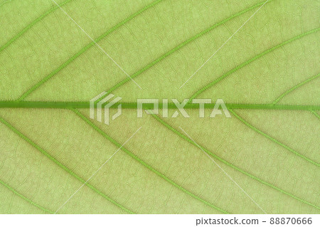 山毛櫸科常綠喬木櫟幼葉和葉脈 山毛櫸科常綠喬木櫟幼葉和葉脈 88870666