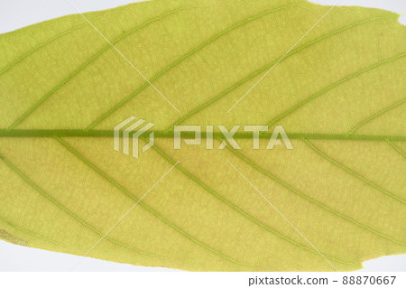 山毛櫸科常綠喬木櫟幼葉和葉脈 88870667