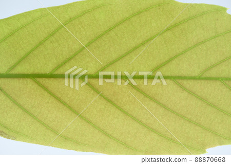 山毛櫸科常綠喬木櫟幼葉和葉脈 山毛櫸科常綠喬木櫟幼葉和葉脈 88870668