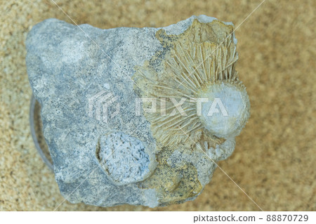 Brachiopods. Selective focus. Close-up, background and texture 88870729
